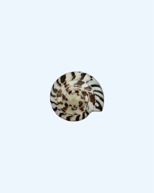 ANEL BÚZIO NATURAL CASTANHO COM ESPIRAL